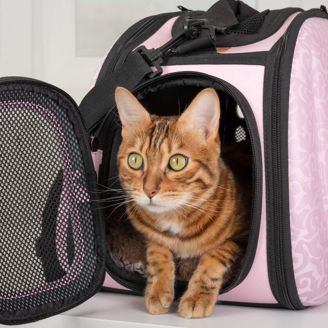 cat in carrier